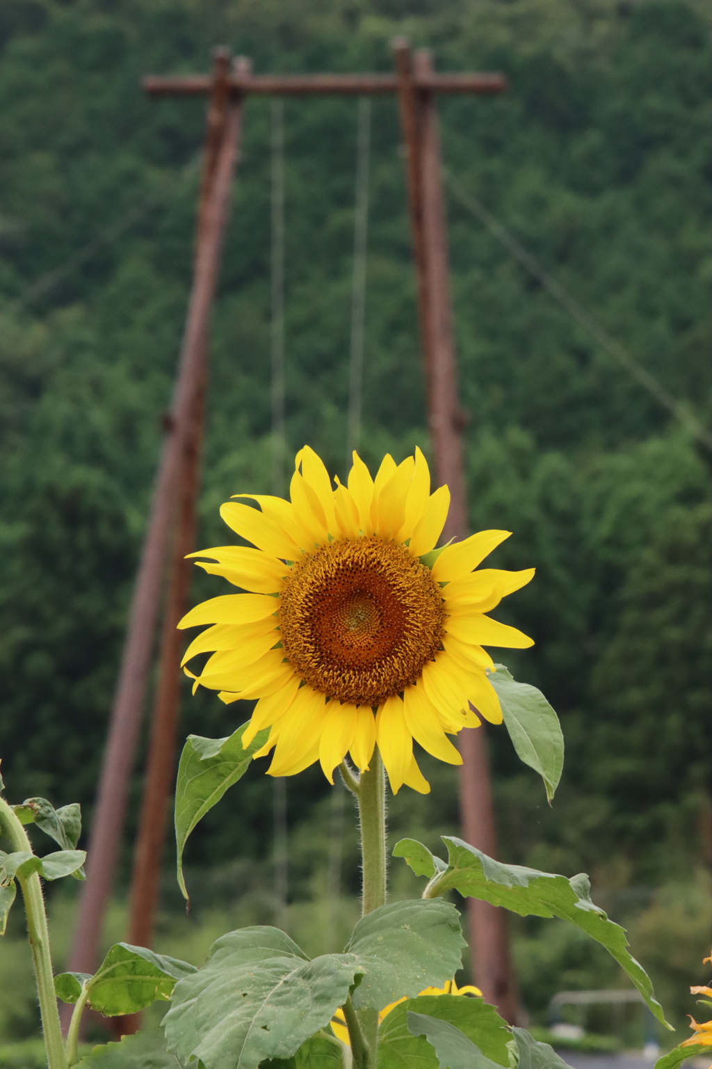 ひまわりとブランコ