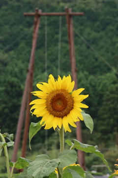 ひまわりとブランコ