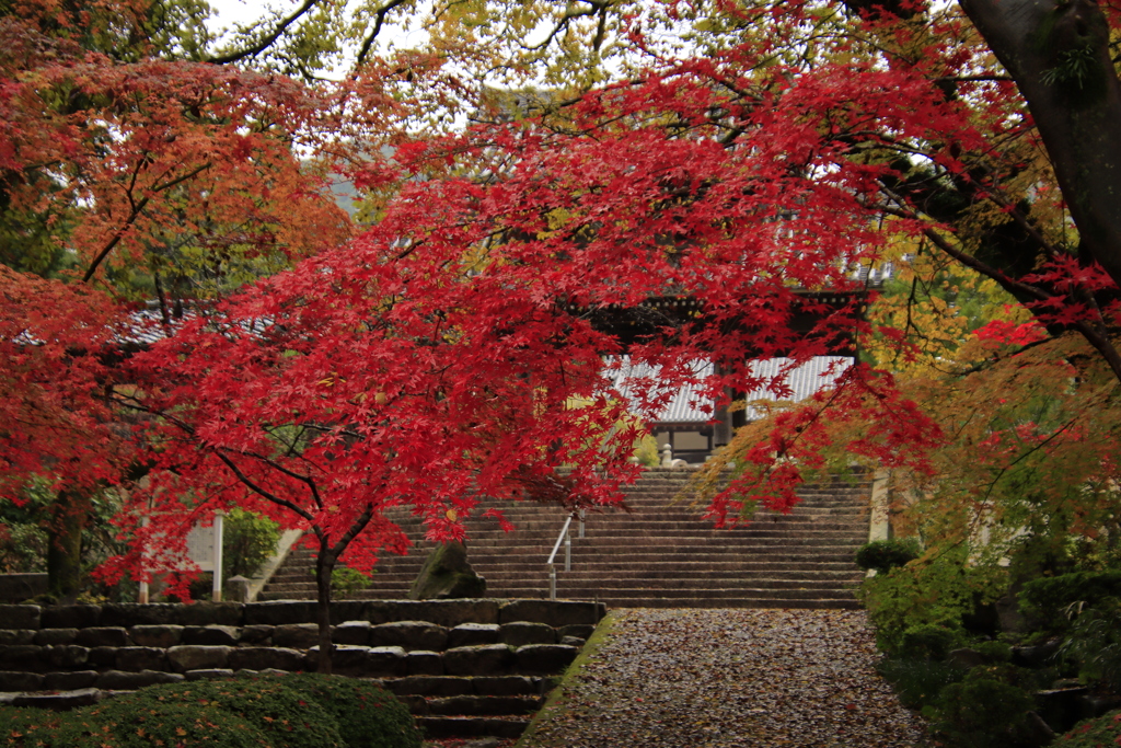 禅昌寺紅葉1