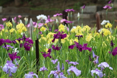 花菖蒲10