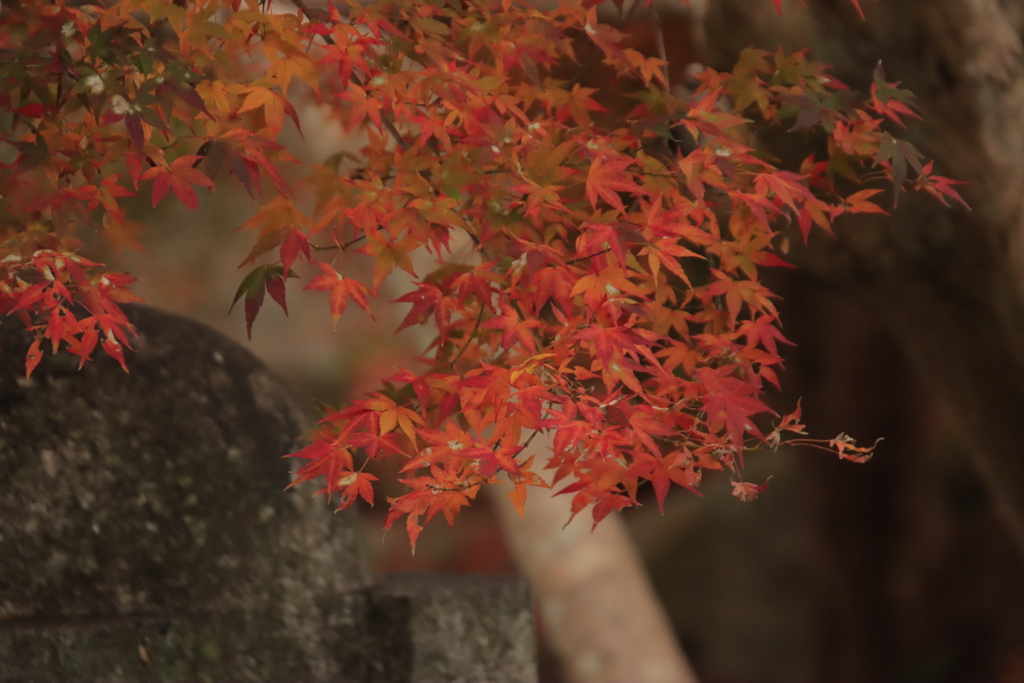 紅葉3