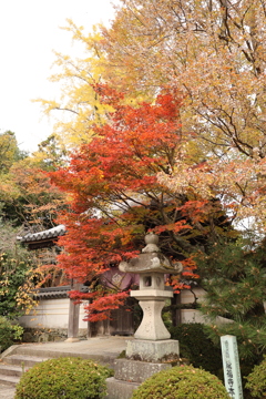 龍福寺紅葉