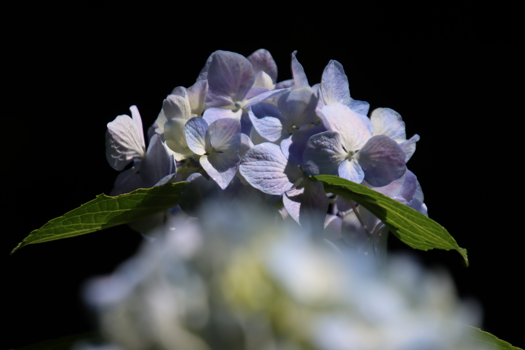 紫陽花4