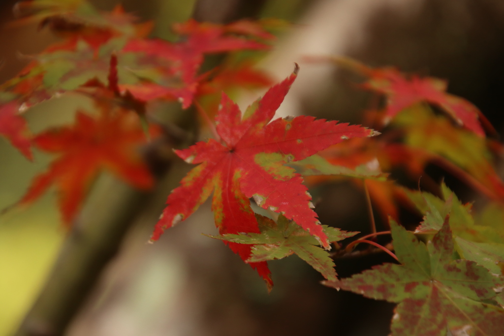 紅葉
