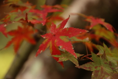 紅葉