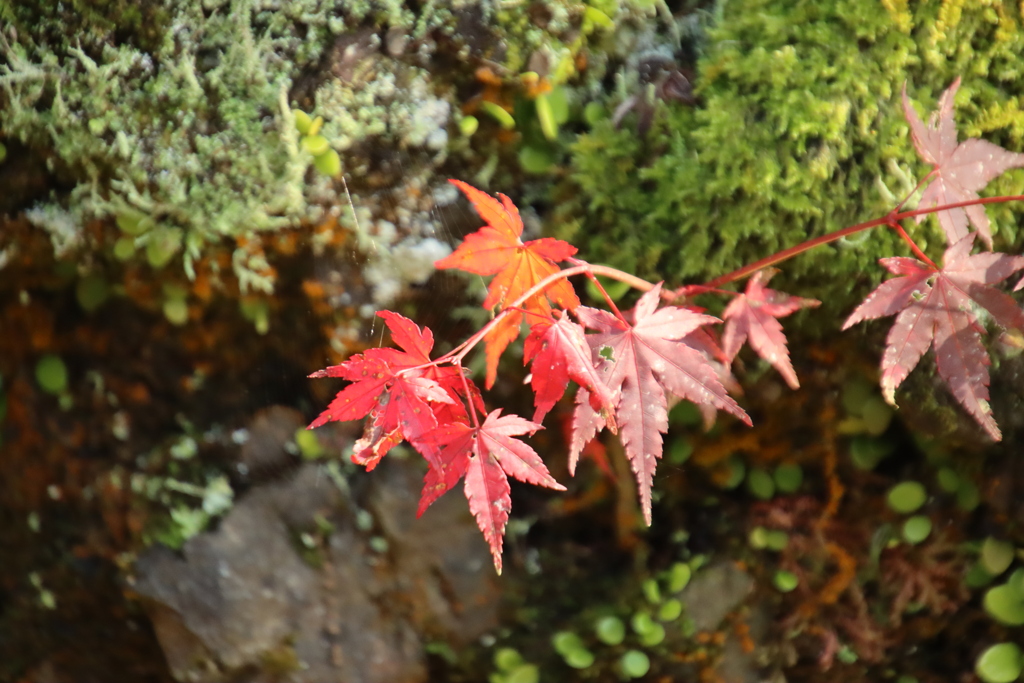 紅葉