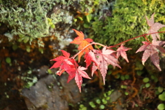 紅葉