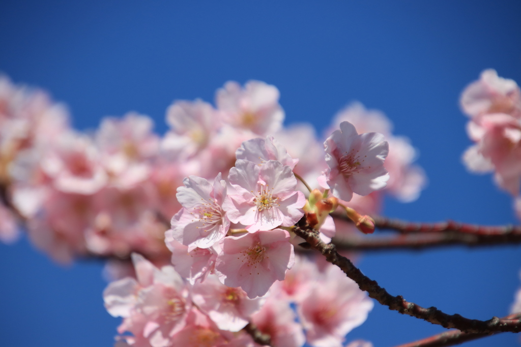 青空と河津桜2