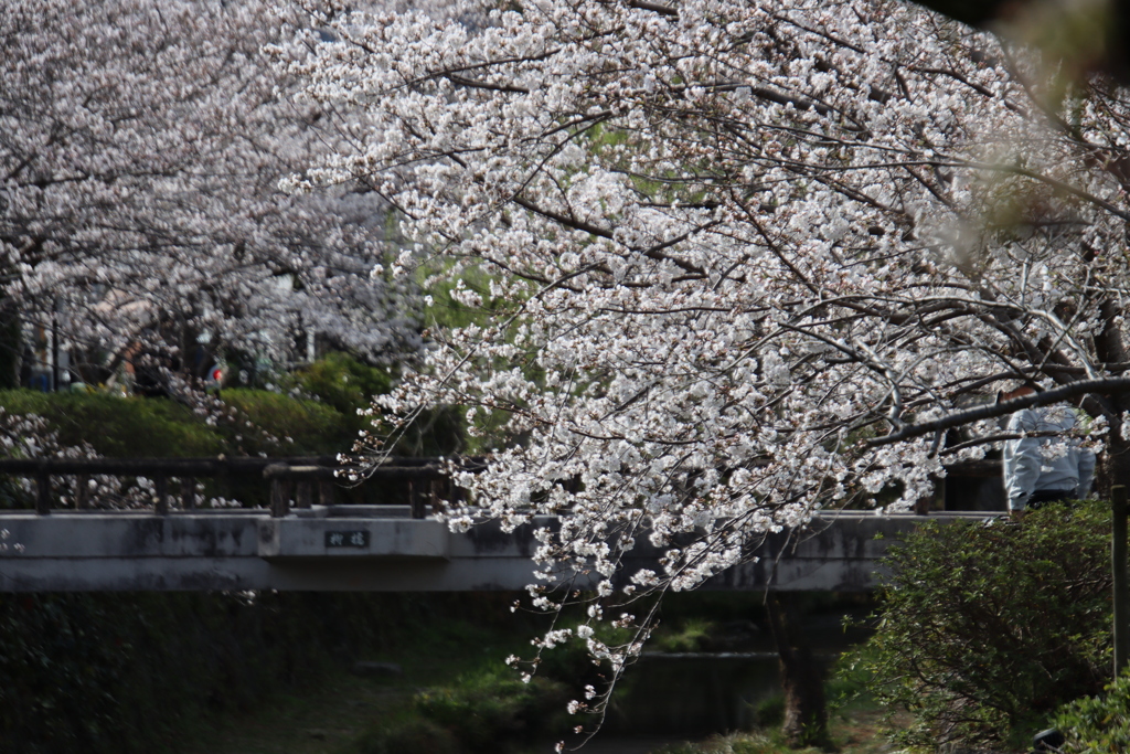 一の坂川の桜