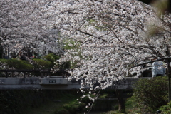 一の坂川の桜