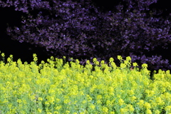 河津桜と菜の花のライトアップ