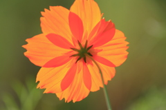 キバナコスモス2