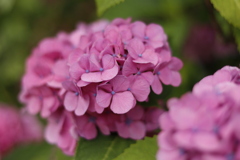 紫陽花４