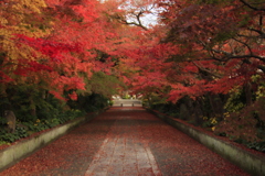 もみじのトンネル