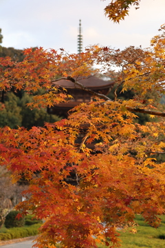 瑠璃光寺の紅葉5