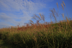 ススキ2