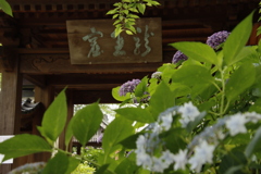 向徳寺あじさい4