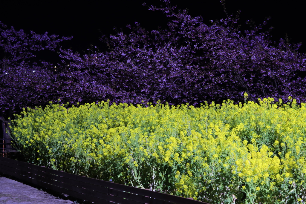 河津桜と菜の花のライトアップ2