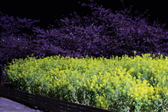 河津桜と菜の花のライトアップ2