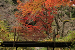 11.9重源の郷紅葉6