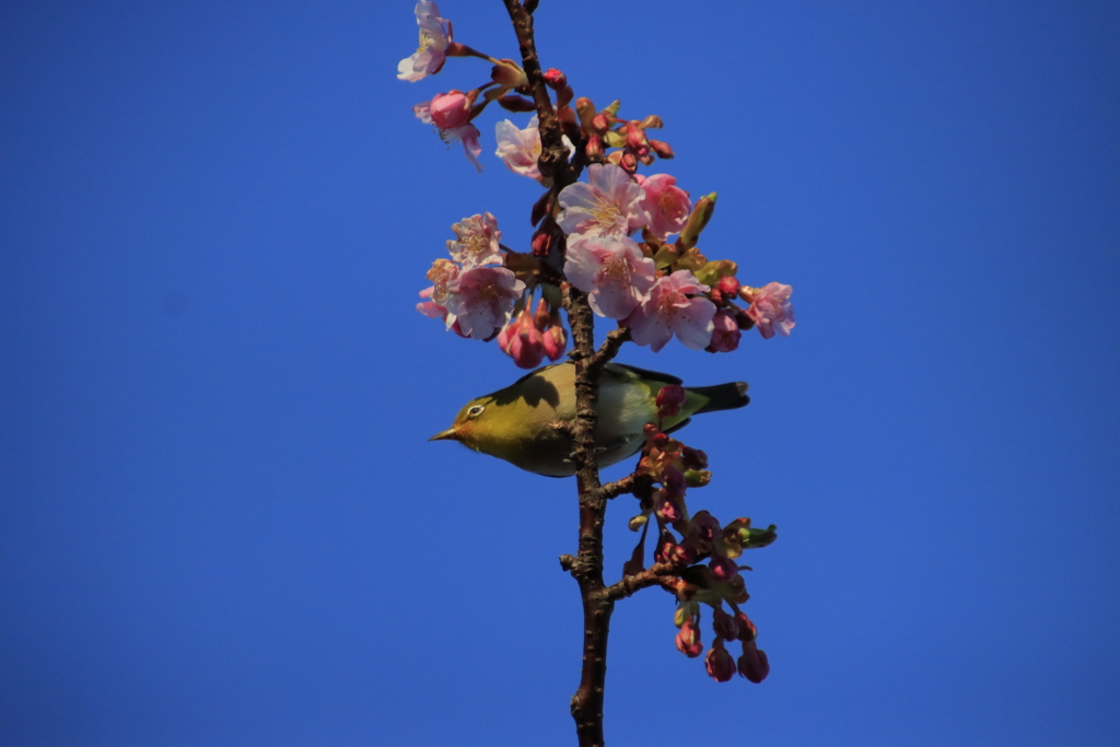 メジロと河津桜1