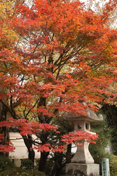 龍福寺紅葉3