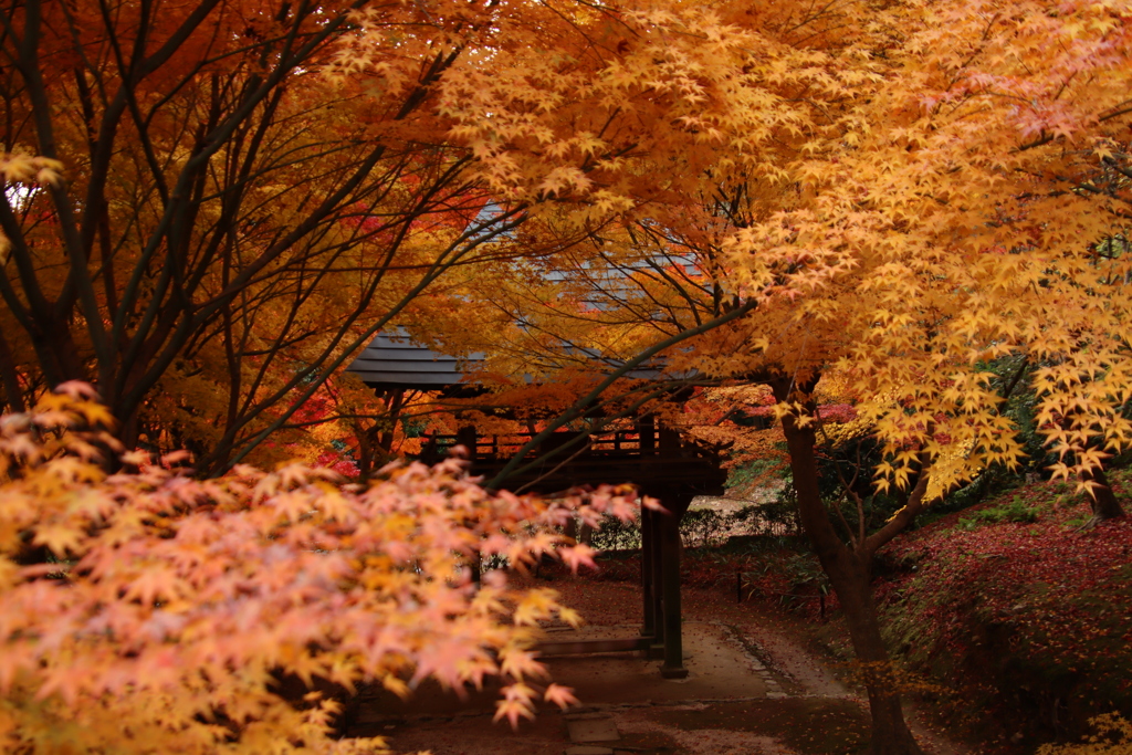 両足寺紅葉5