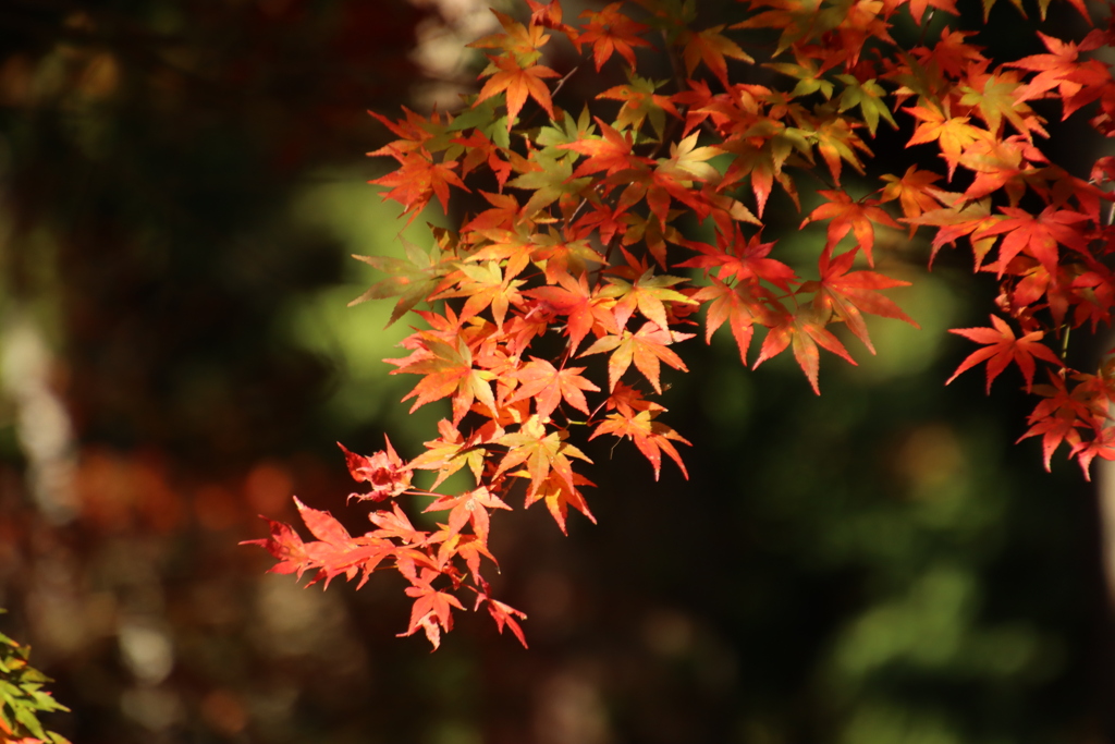 紅葉5