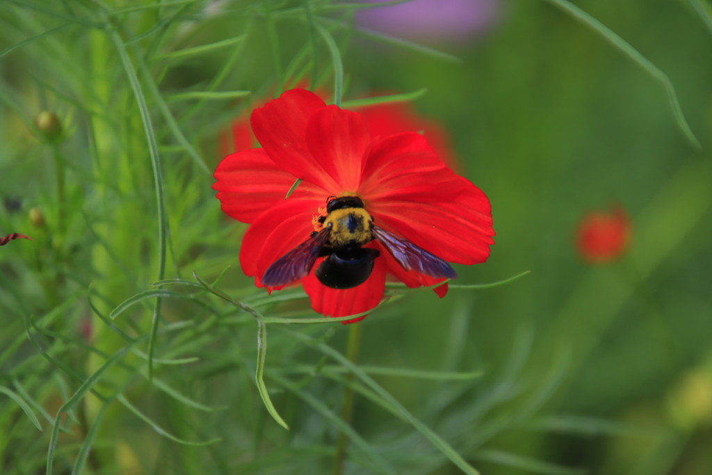 コスモスとアブ