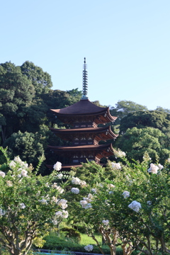 サルスベリと五重塔3