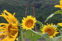 ひまわりとブランコ2
