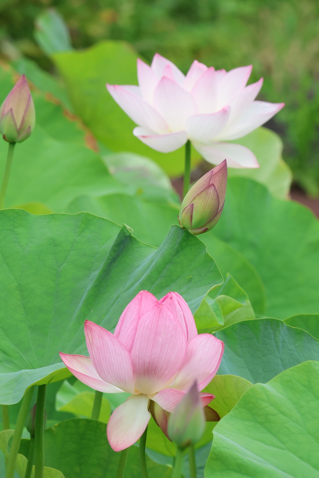 源久寺の大賀蓮6
