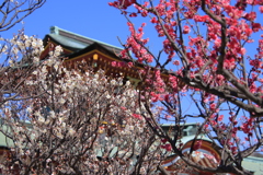 防府天満宮の梅2