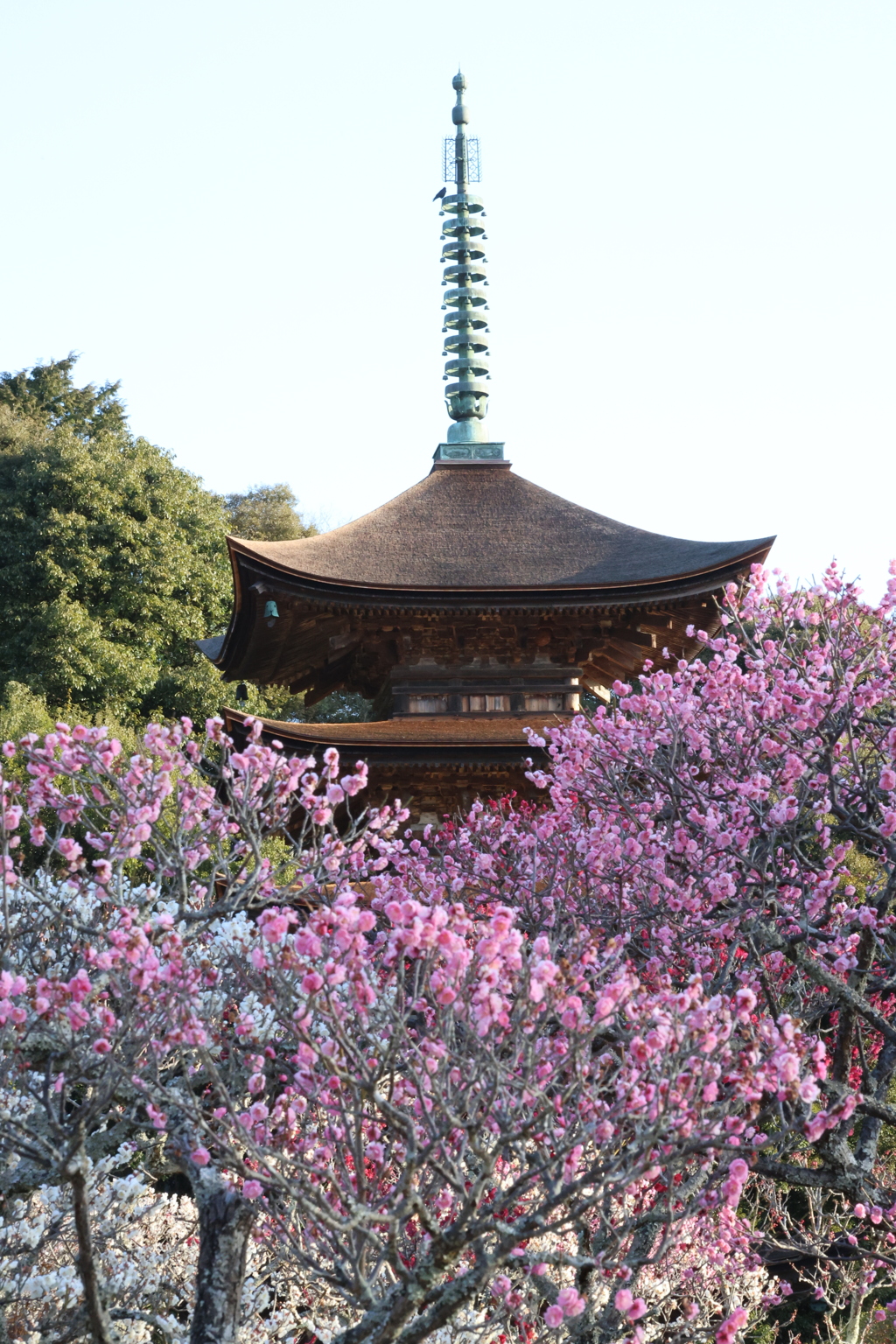 五重塔と梅2
