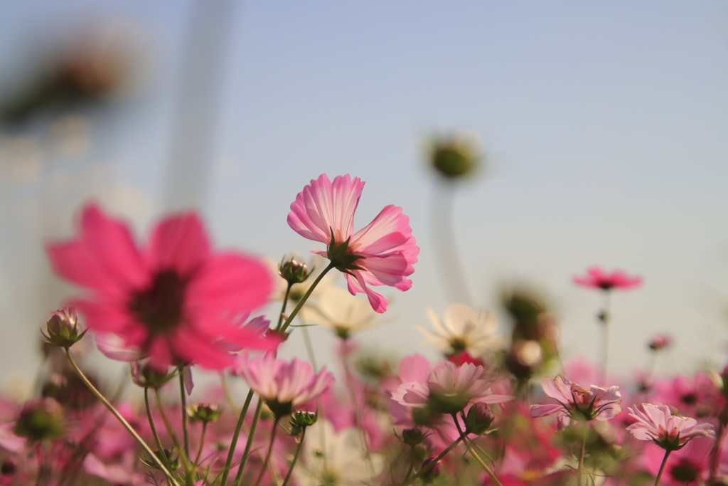 コスモス2