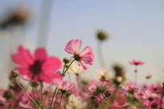 コスモス2