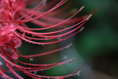 雨上がりの彼岸花3