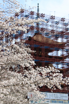 桜と工事中の五重塔