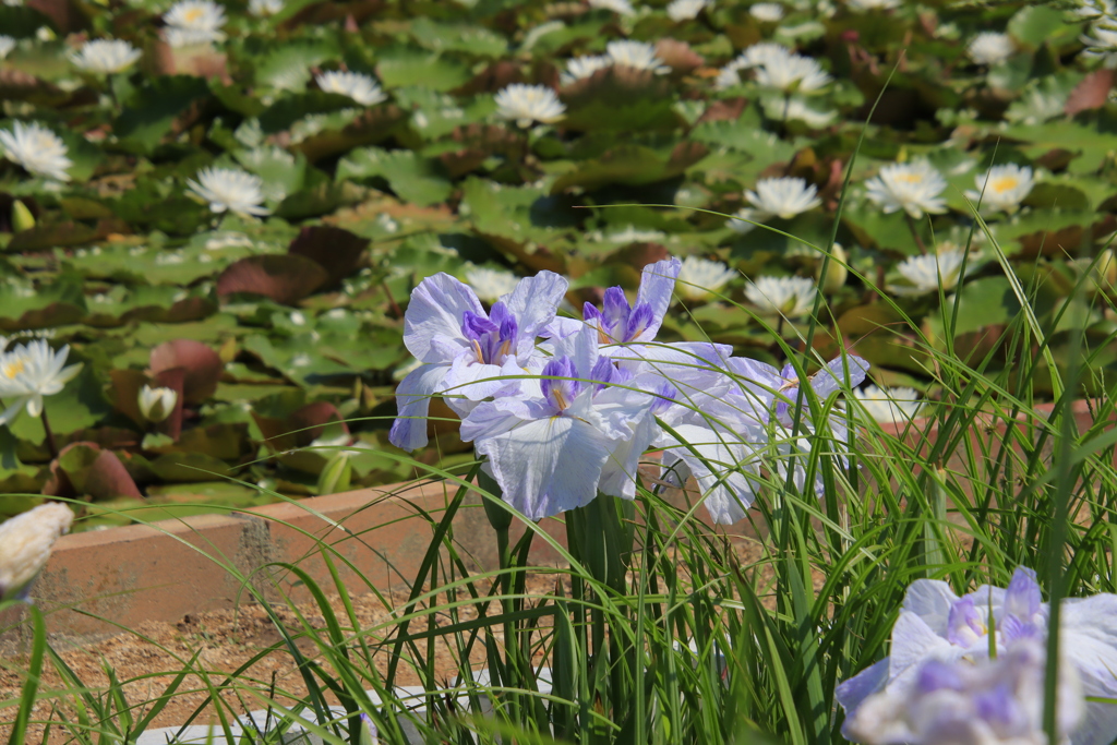花菖蒲、睡蓮