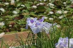 花菖蒲、睡蓮