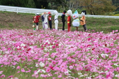 かかしとこすもす