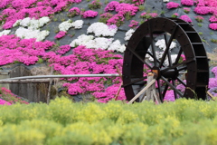 菜の花と水車と芝桜