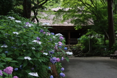 阿弥陀寺のあじさい