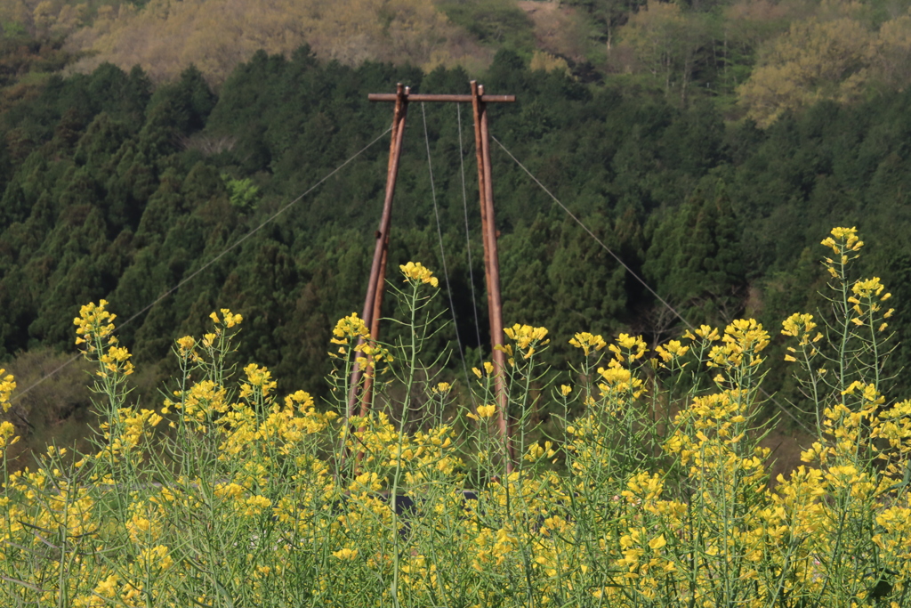 菜の花とブランコ2