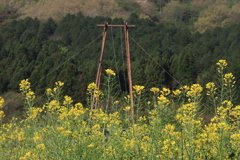 菜の花とブランコ2