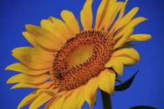 青空とひまわりとミツバチ2