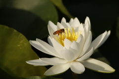 ミツバチと睡蓮2