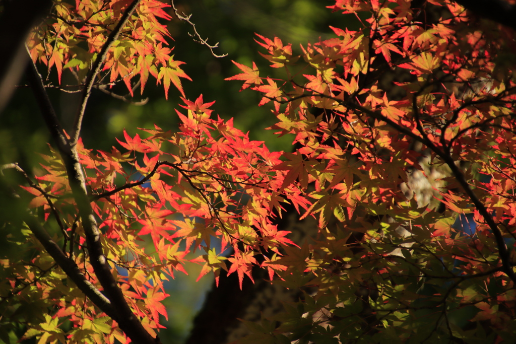 紅葉のはじまり3