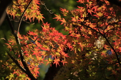 紅葉のはじまり3