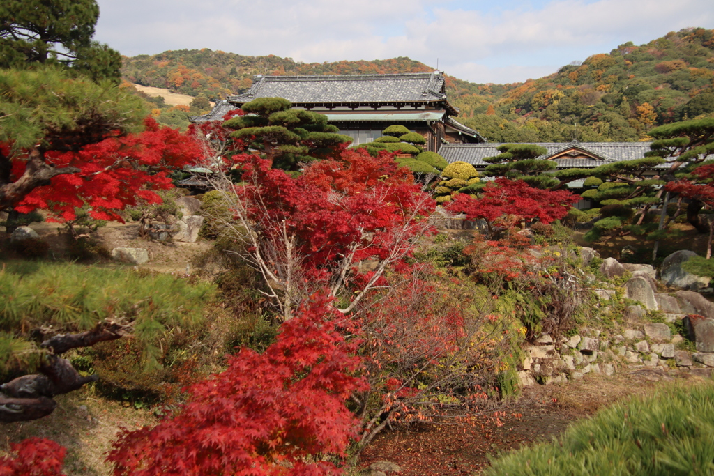 毛利庭園紅葉5
